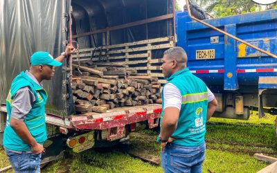 Incautados cerca de 480 metros cúbicos de madera ilegal: EPA refuerza la lucha contra la tala no autorizada